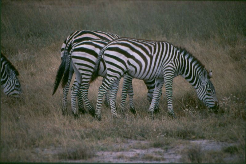 1-37 Burchell zebras - Buffalo springs national park